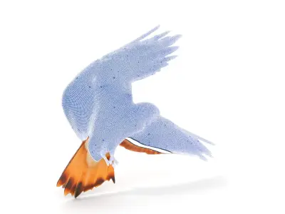 Redtailed Hawk D Model Pack Low-poly 3D model