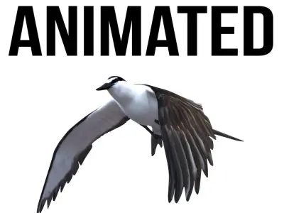 Bridled Tern 3D model