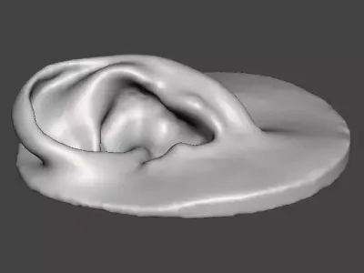 Real human ear anatomy  3D print model