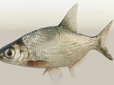 Abramis brama fish Low-poly 3D model