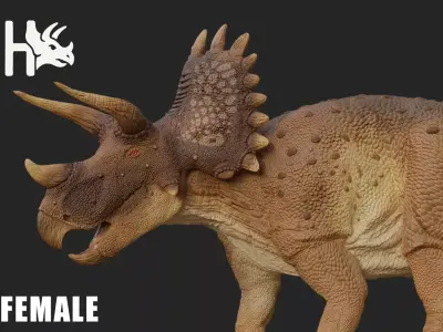 Triceratops Low-poly 3D model 4