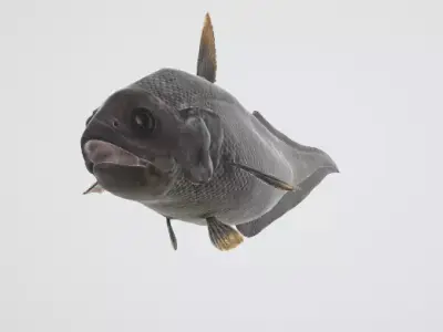 Abyssal Grenadier Deep Sea Fish  Low-poly 3D model