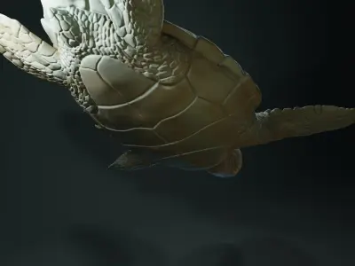 Caretta Caretta - Loggerhead Sea Turtle Free 3D print model