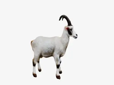 White Goat 3D model