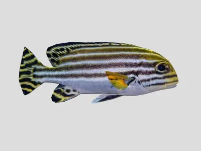 Striped sweetlips Low-poly 3D model purchase