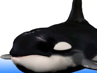 Killer Whale Rig 3D model