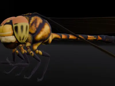 Dragonfly Animated 3D Model Low-poly 3D model