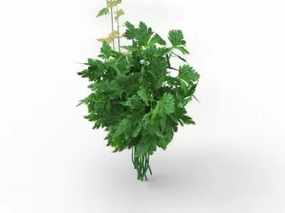 parsley 3D model get