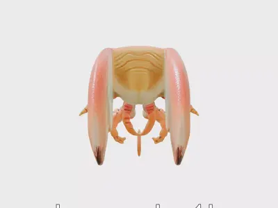 Flamboyant Cuttlefish Vibrant 3D Model Low-poly 3D model