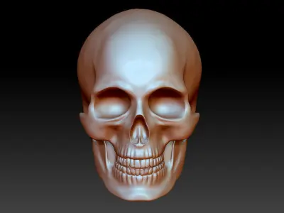 Anatomically correct human skull in full size 3D print model