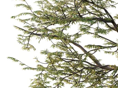 Mountain Ash Tree 10 3D model