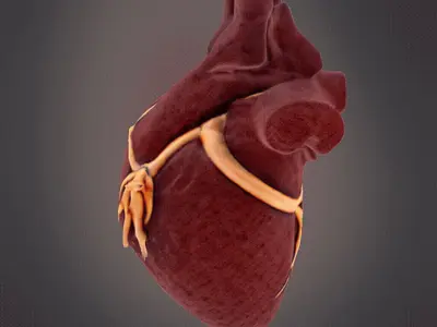Human Heart model 3D print model