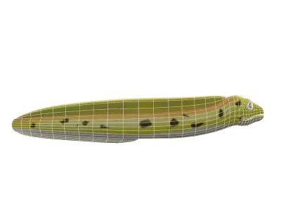 Morey Eel Fish Cartoon Animated Low-poly 3D model