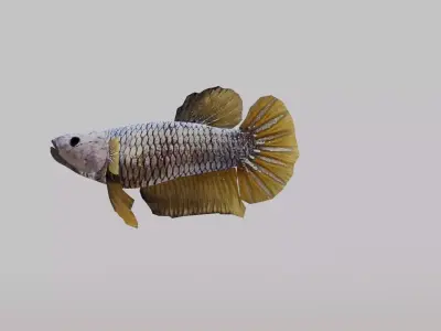 Betta Fish 3D model buy
