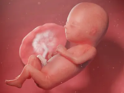 Fetus Week 15 Animated 3D model