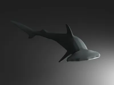 Hammer Head Shark Free 3D model