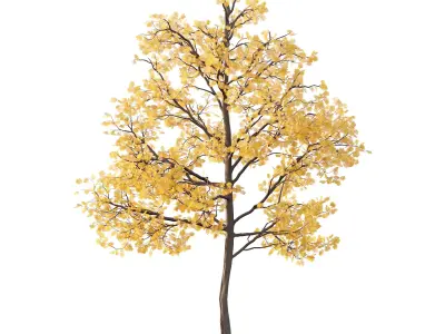 Mountain Ash Tree 01 3D model