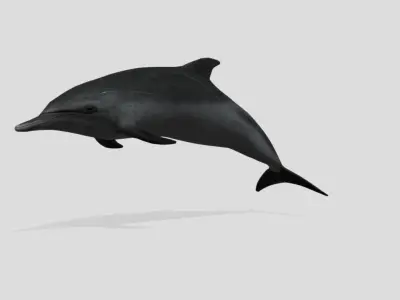 Pantropical Spotted Dolphin Animated  Low-poly 3D model