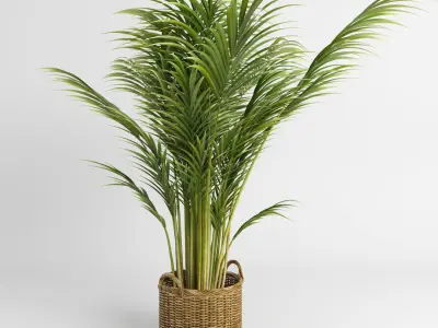 Areca Palm Trees (+GrowFX) 3D model