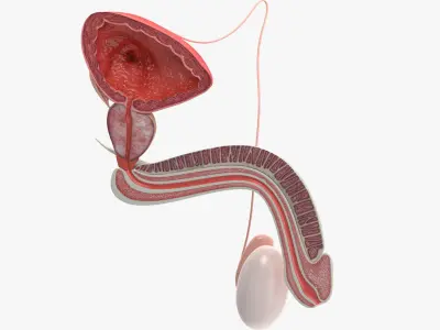 Male Reproductive System 