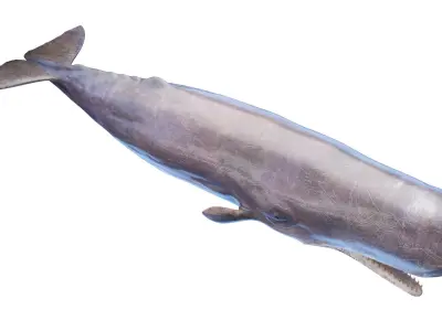 Sperm Whale  purchase 3D model