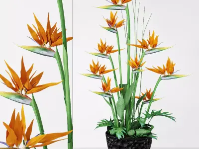 Strelitzia 3 bird of paradise plant in pot 3D model