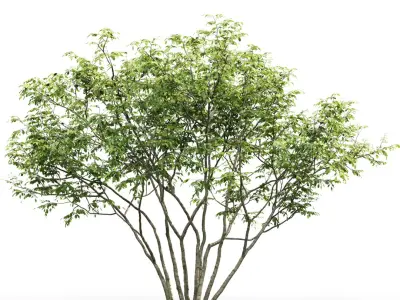Amelanchier #1 3D model