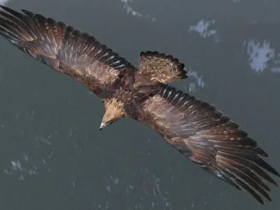 Animated low poly eagle Low-poly 3D model