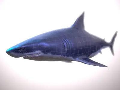 Great white shark Low-poly 3D model 9