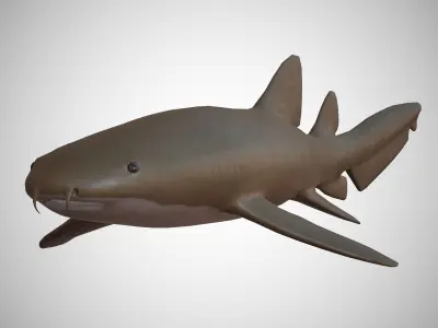 Nurse Shark Low-poly 3D model purchase