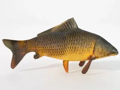 Carp fish Low-poly 3D model buy