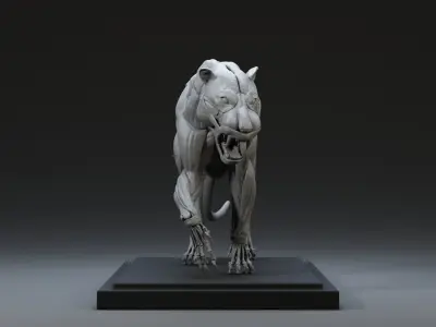 Tiger Ecorche Pose Free 3D model