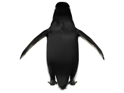 Penguin 3D model order