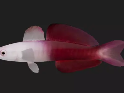 Bass fish Low-poly 3D model 13