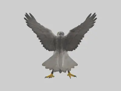 Falcon diving model 3D model
