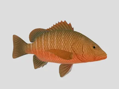 Fish Collection 07 Low-poly 3D model
