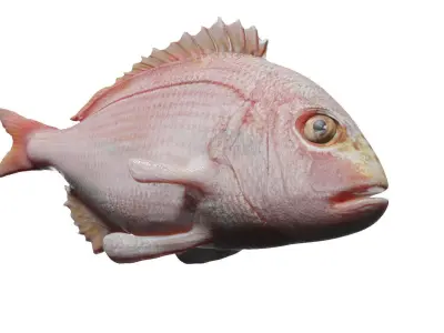 carp fish Low-poly 3D model 22