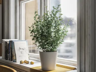  Young Eucalyptus Plant Potted Plant Model 