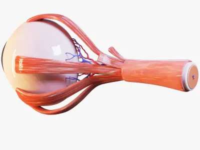 Cross Section Eye Anatomy 3D model