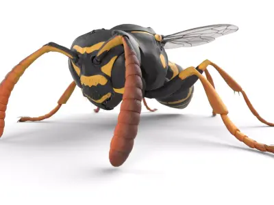 Wasp Low-poly 3D model