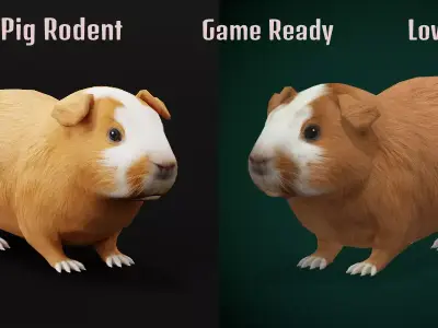 Domestic Guinea Pig Rodent Free 3D model