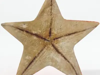 Starfish Low-poly 3D model shop