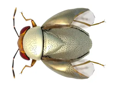 Piocoris varius insect Free 3D model