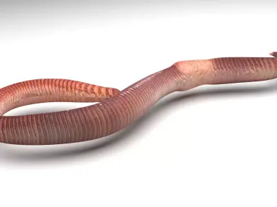 Earthworm 3D model buy