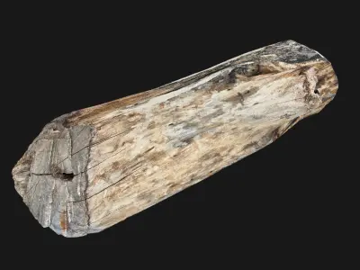 Tree trunk wood 3d scan in highpoly 3D model