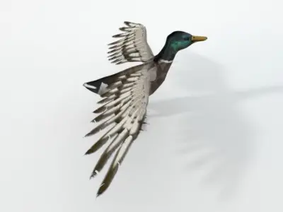  Black Duck Low-poly 3D model