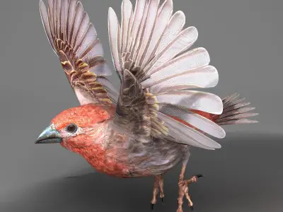 House finch - rigged - animated 3D model