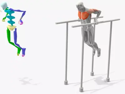Male Muscular System Chest Dip Animated Rigged 3D model purchase