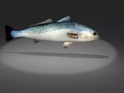 Corvina fish with light shining Low-poly 3D model