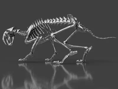 Silver Sabretooth Skeleton for Visualization and Display 3D model